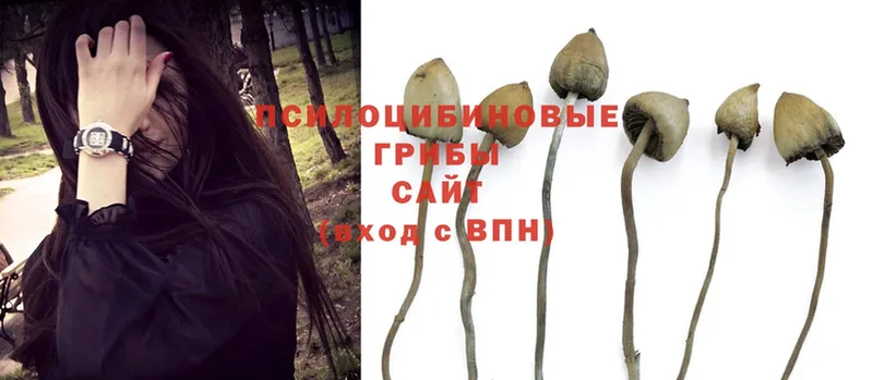 Псилоцибиновые грибы Magic Shrooms  купить   Новотроицк 